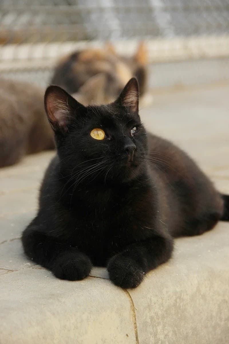 Кошка Кефаль медиа 6