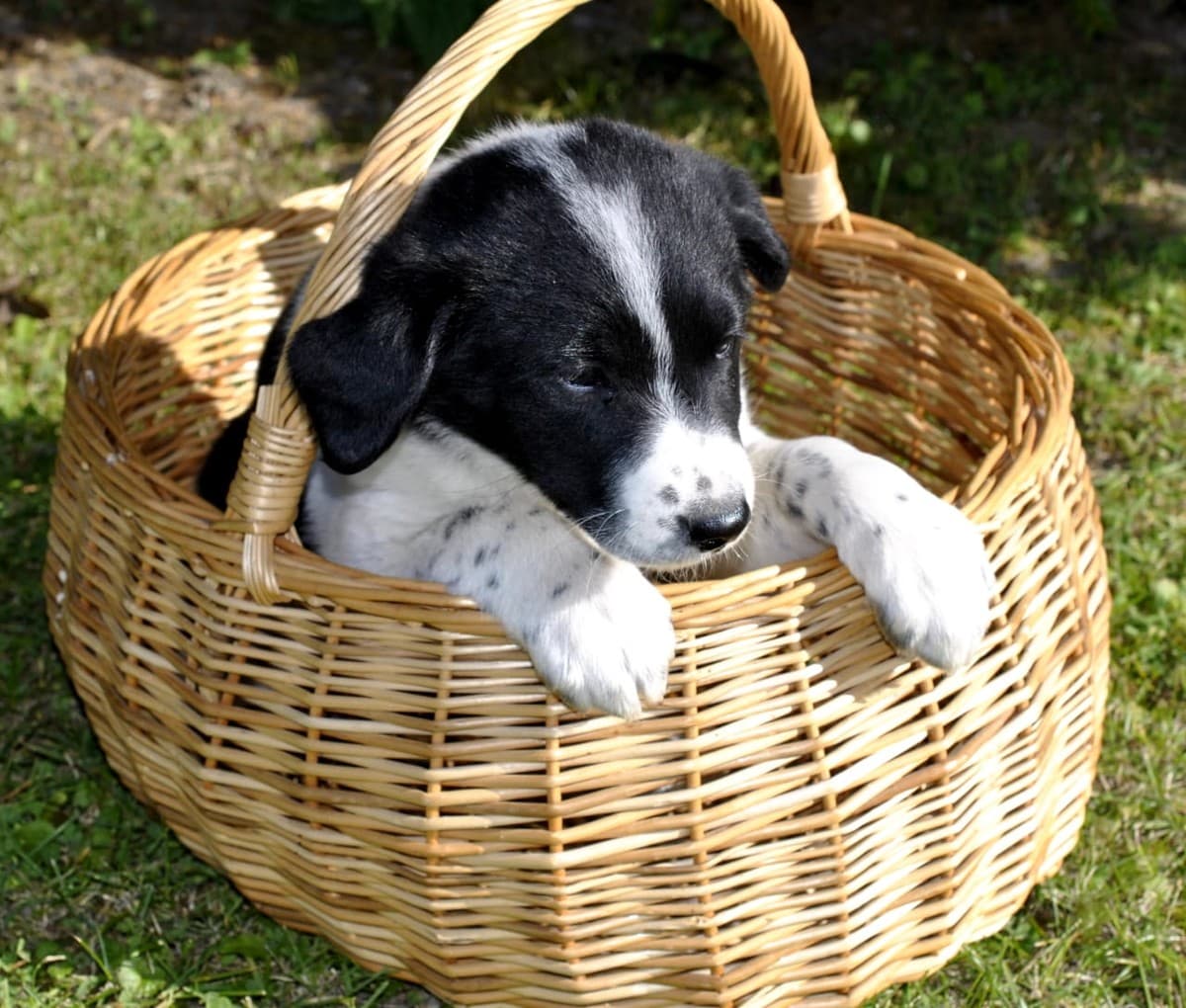 Щенки-девочки медиа 2