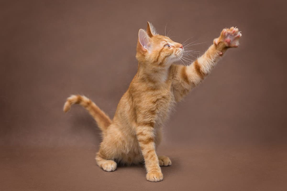 Саймон медиа 2