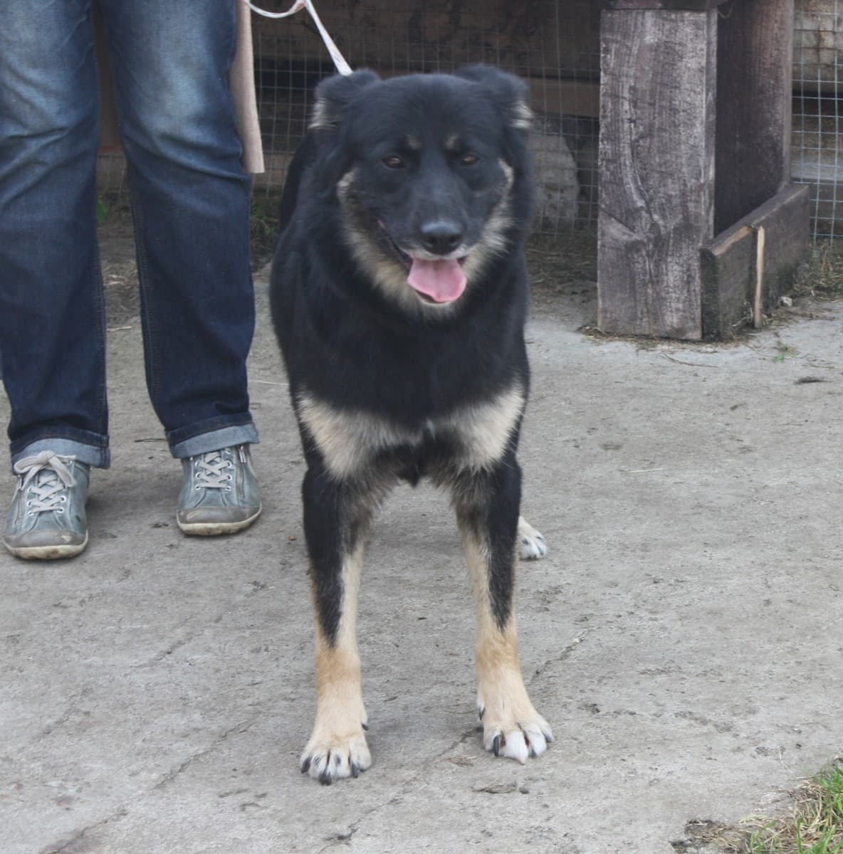 Алиса медиа 7