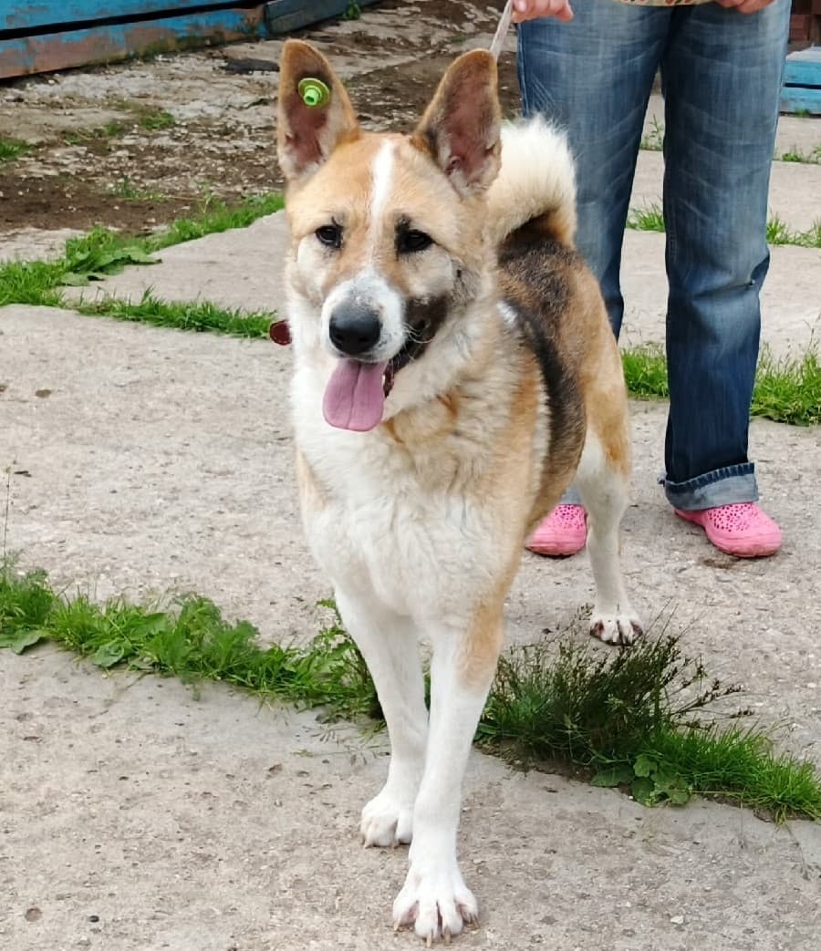 Зира медиа 6