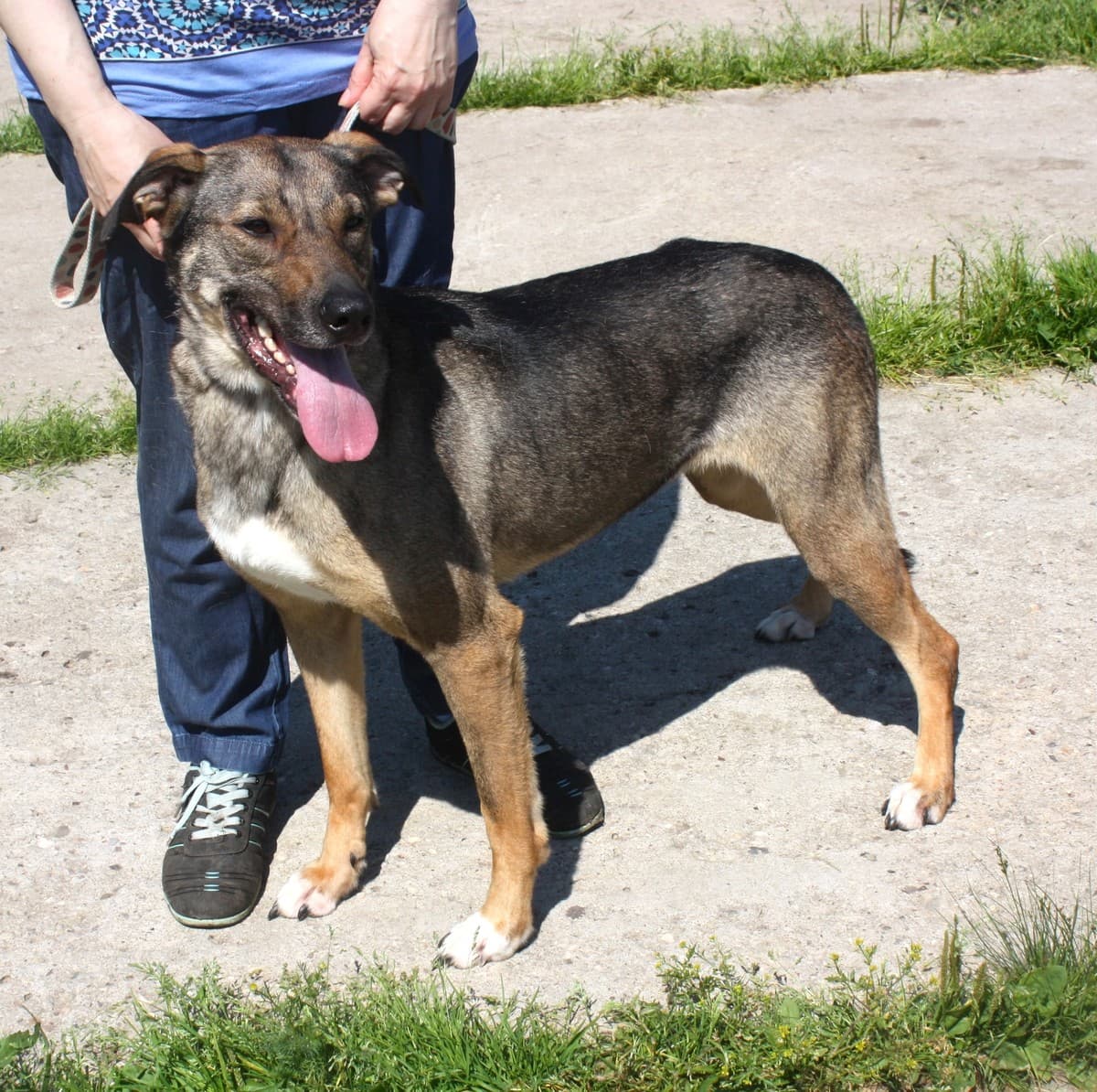 Стеша медиа 7