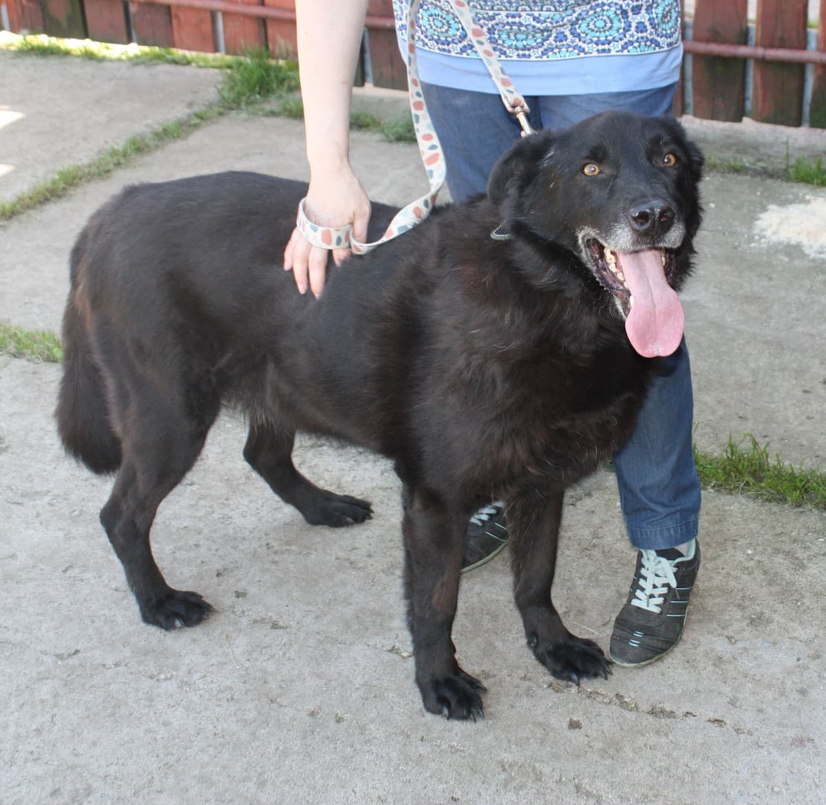 Черныш медиа 4