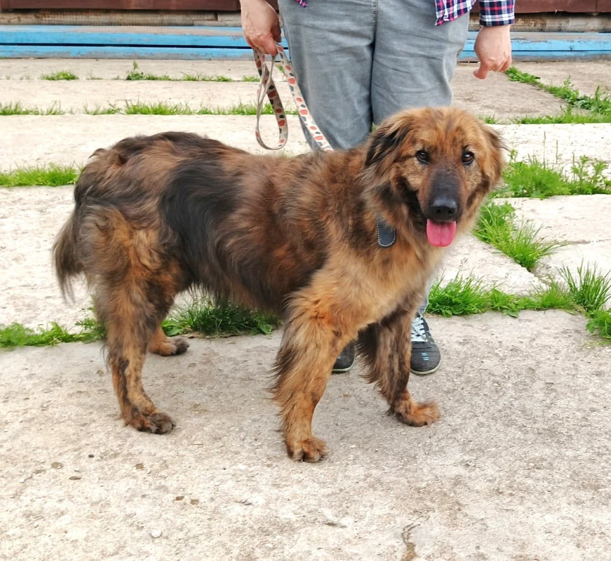 Тигруля медиа 7