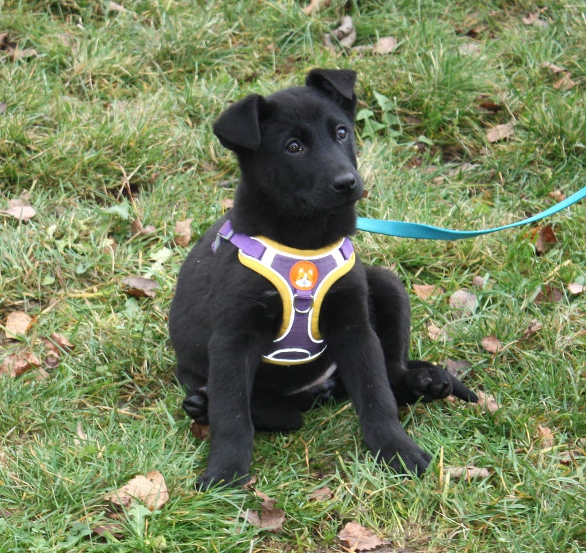 Пума медиа 6