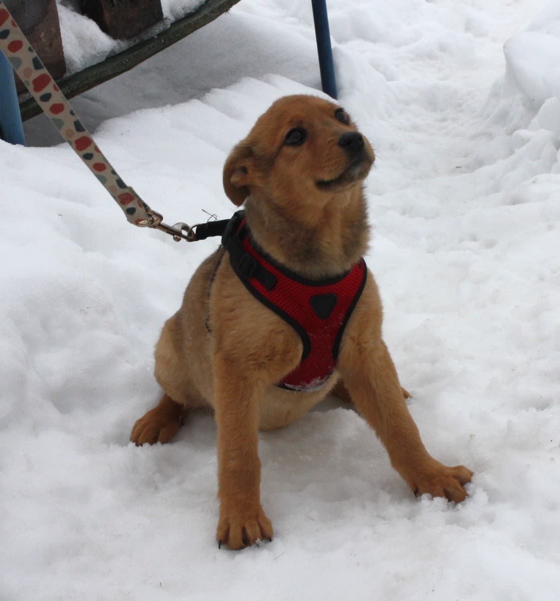 Лиска медиа 6