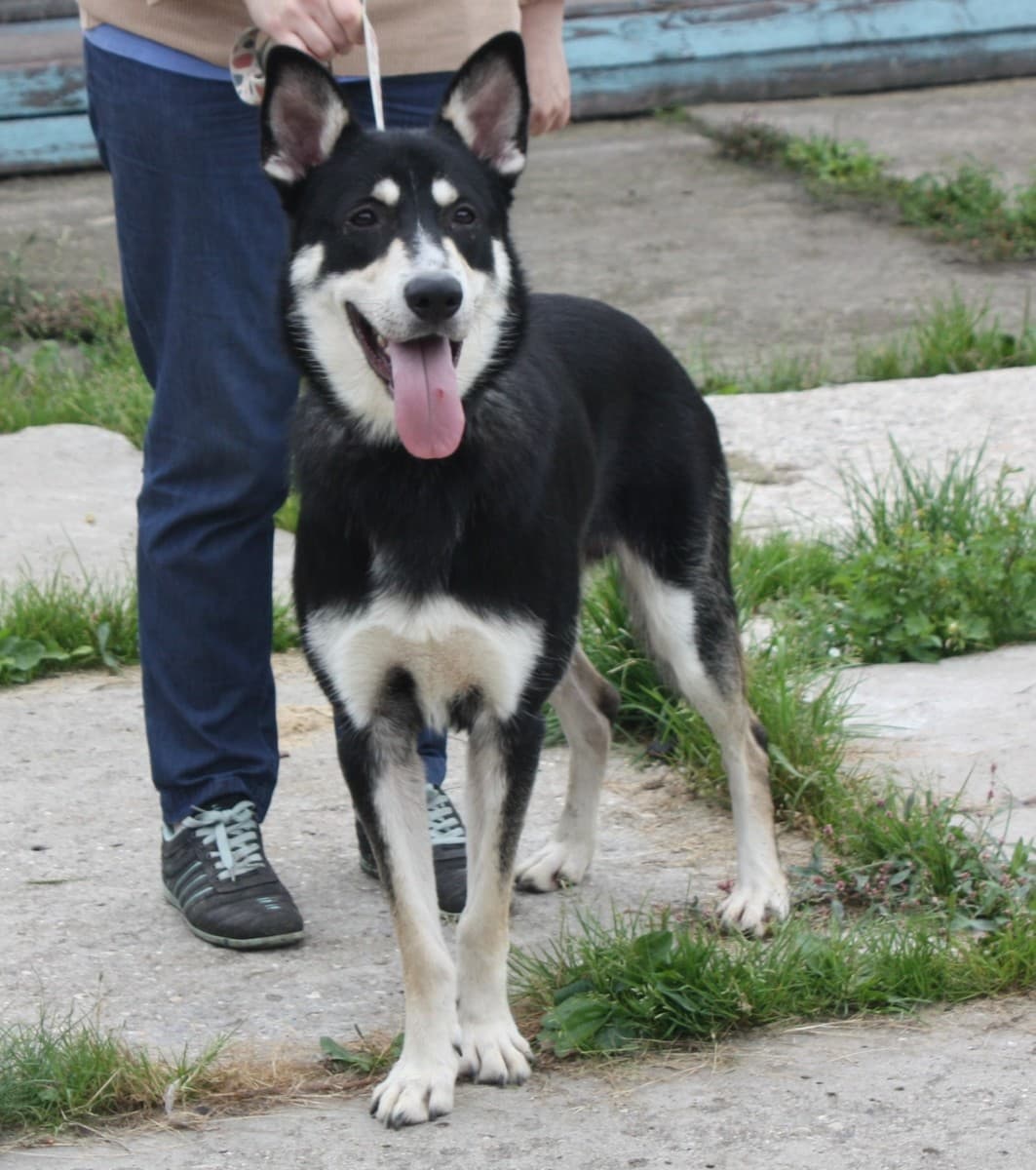 Кекс медиа 5