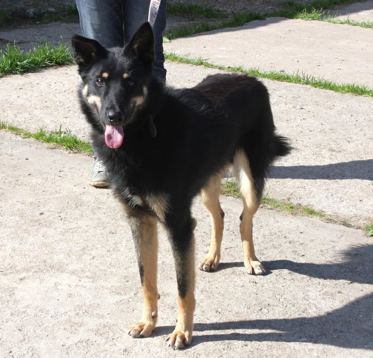 Лимон медиа 4