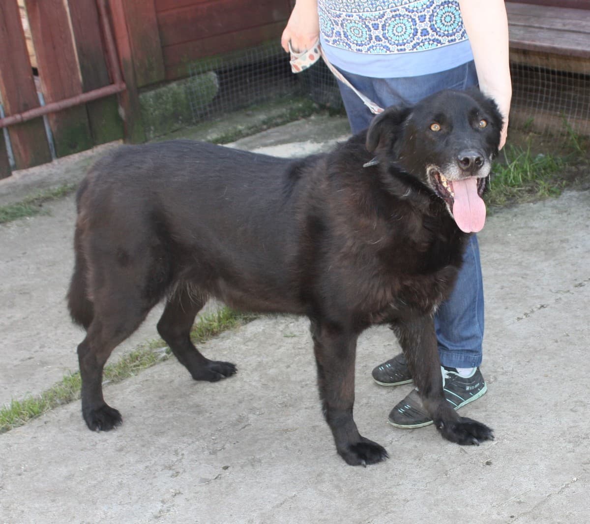 Черныш медиа 7