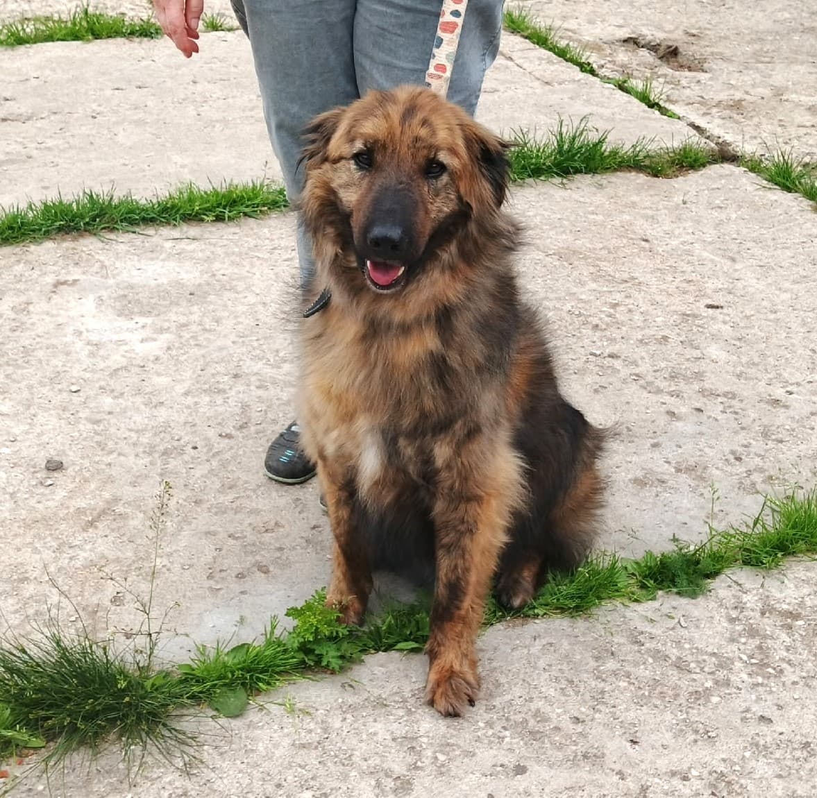 Тигруля медиа 8