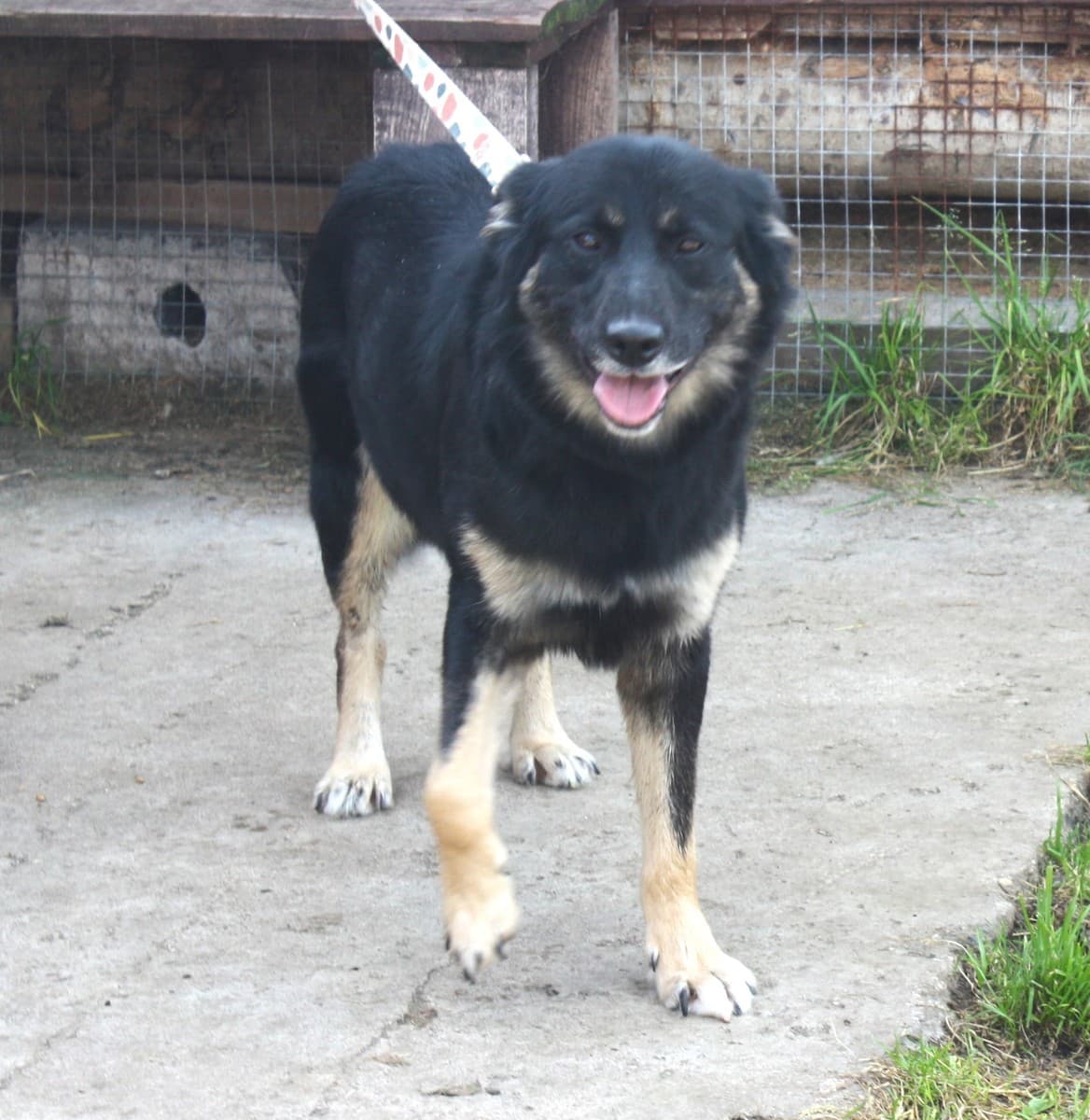 Алиса медиа 8