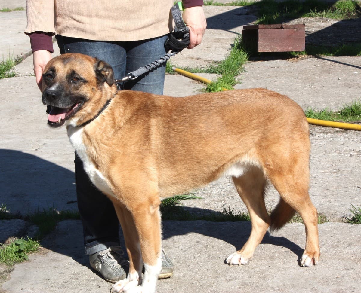 Тоша медиа 4