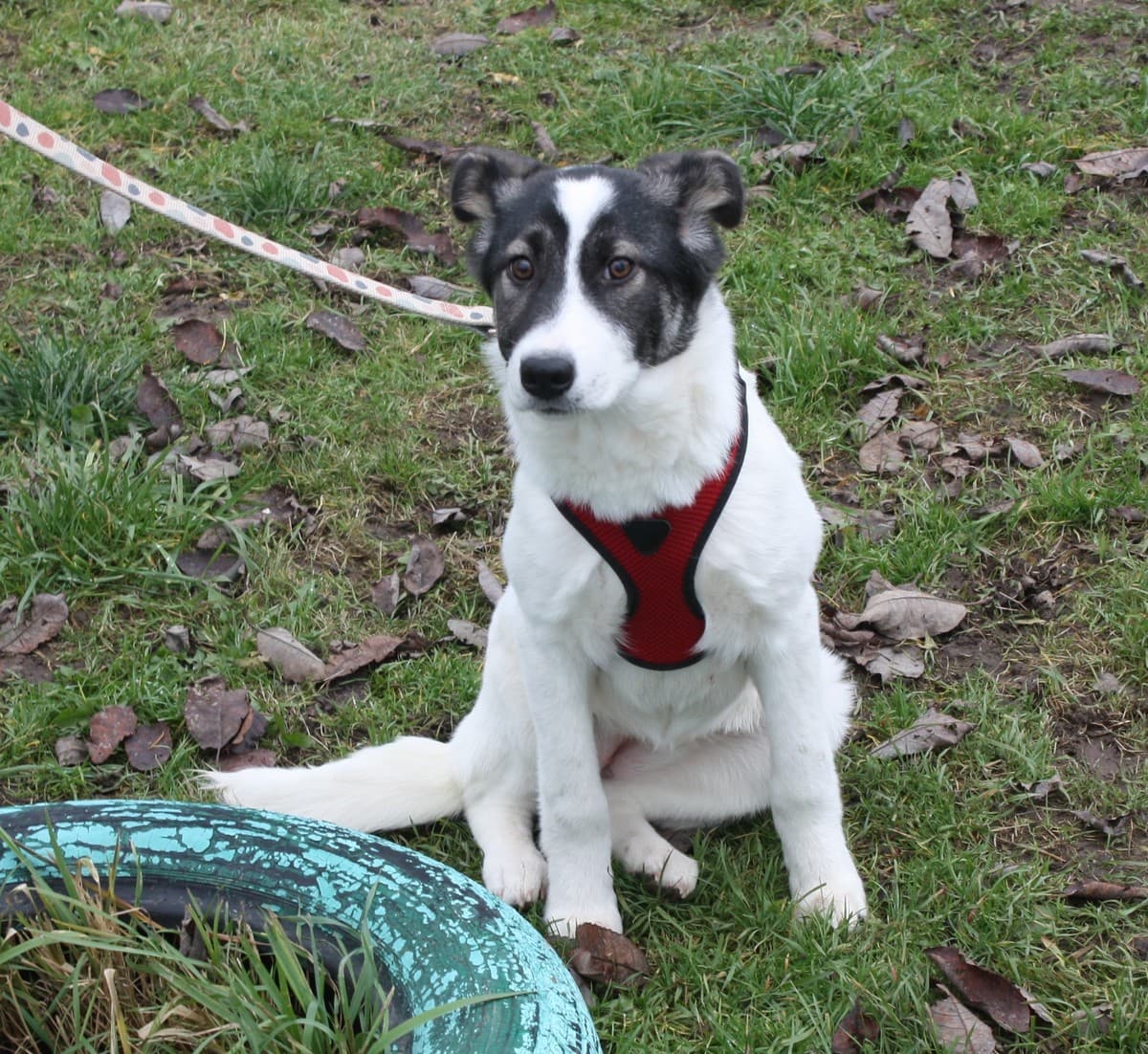 Панда медиа 8