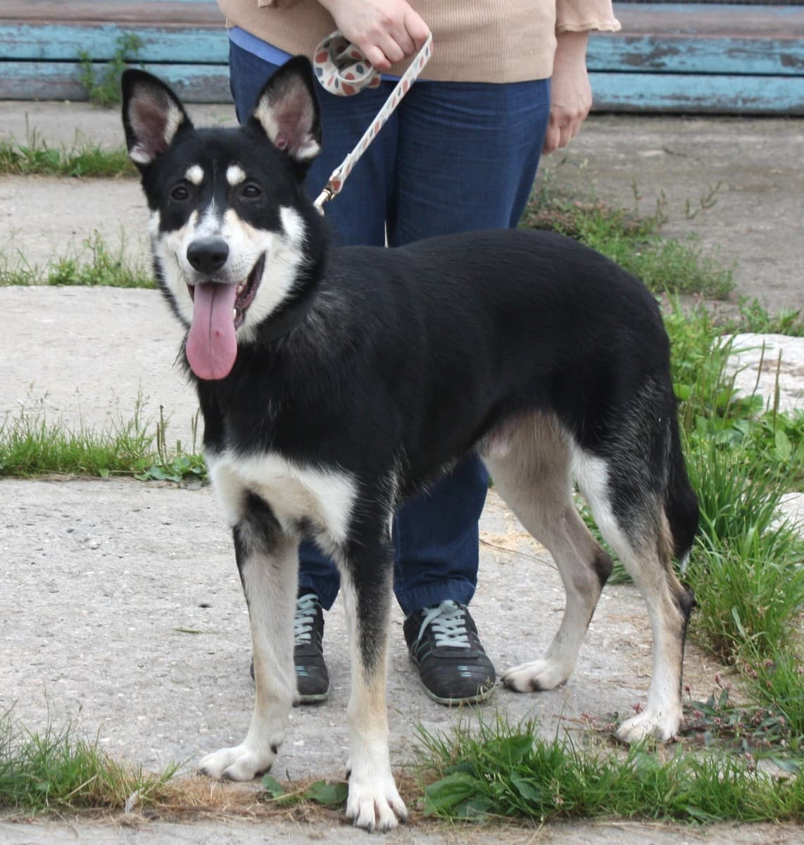 Кекс медиа 6