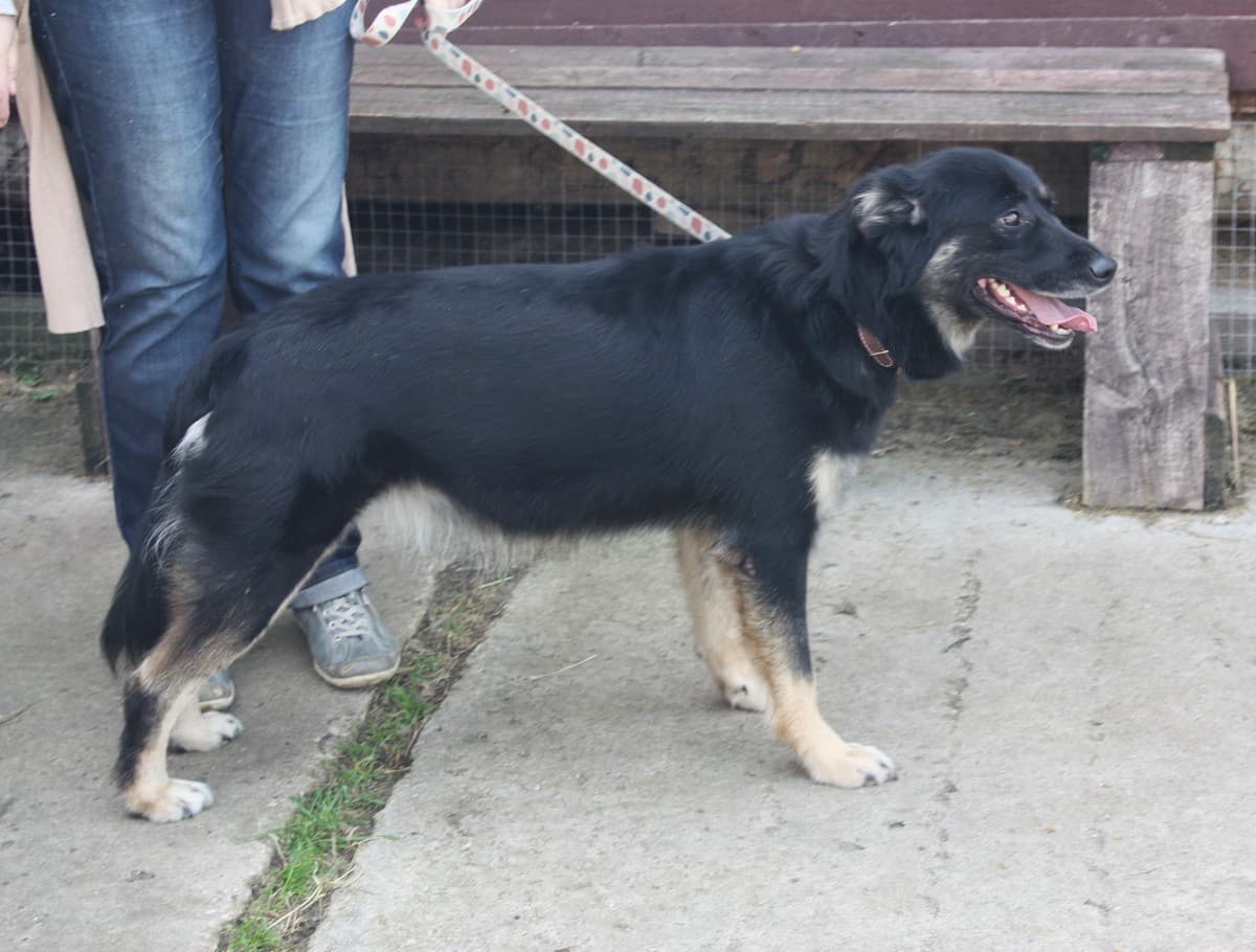 Алиса медиа 9