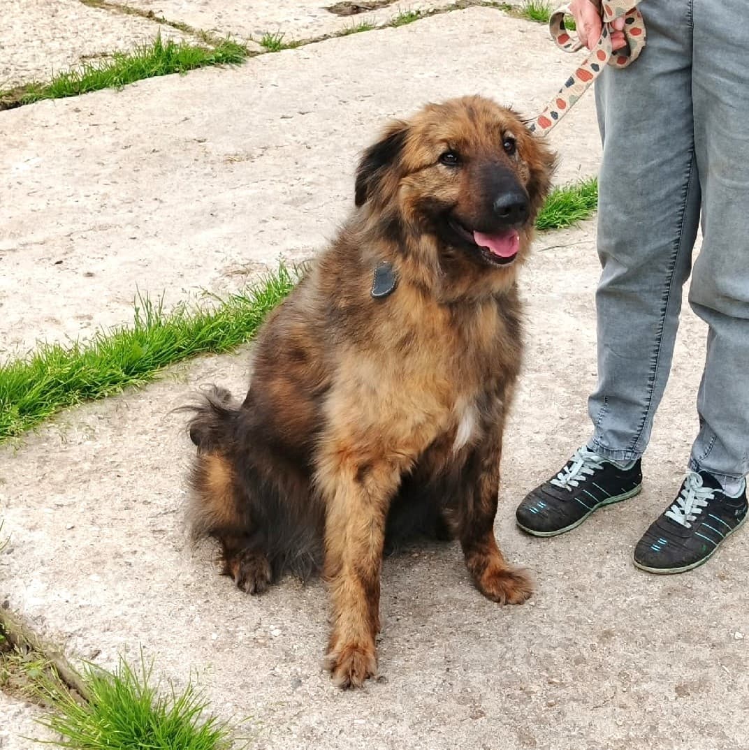 Тигруля медиа 9