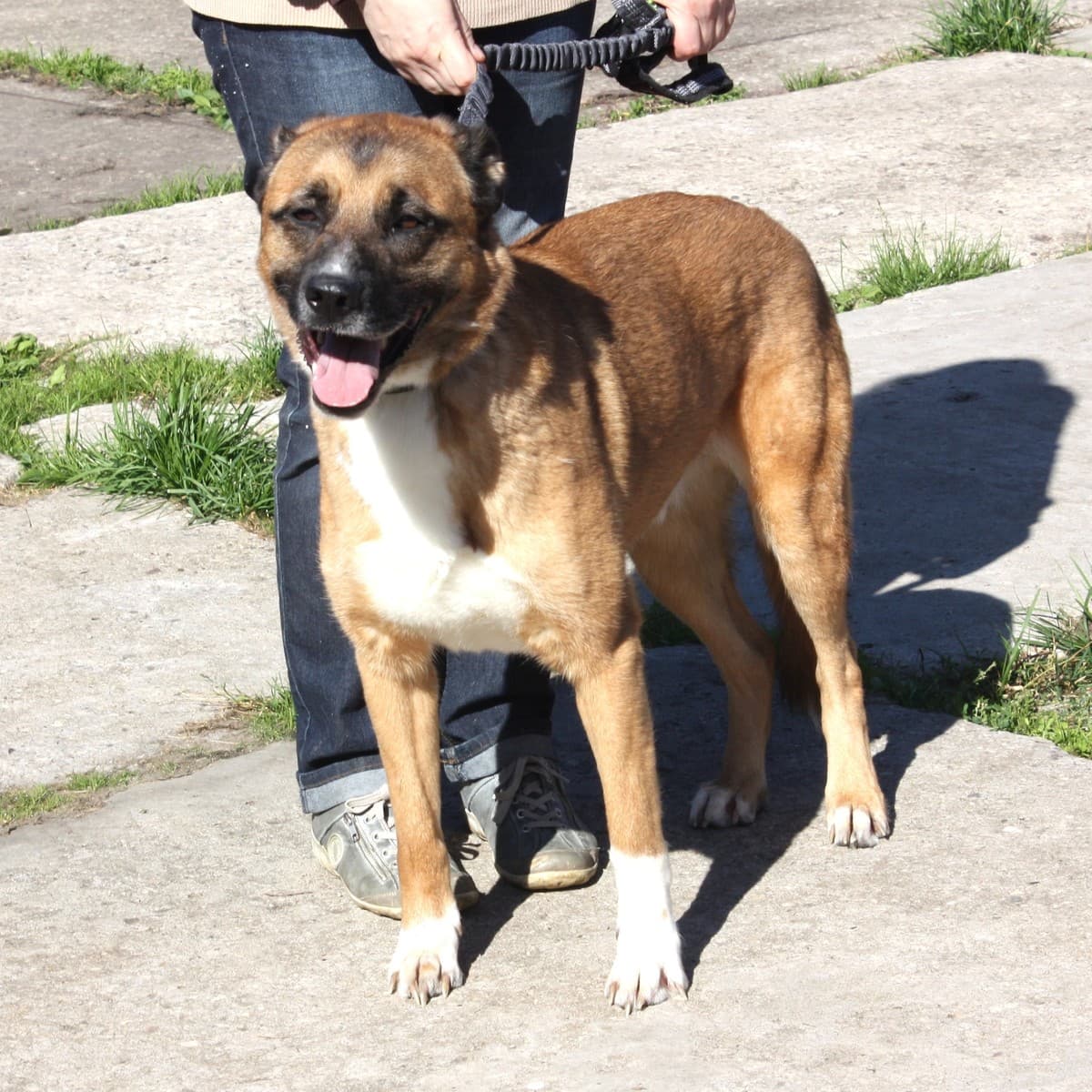 Тоша медиа 2