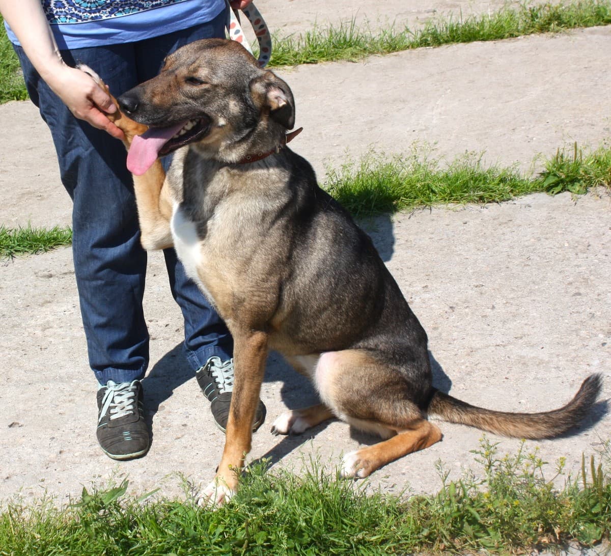 Стеша медиа 8