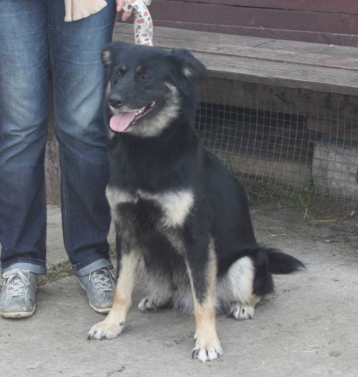 Алиса медиа 10