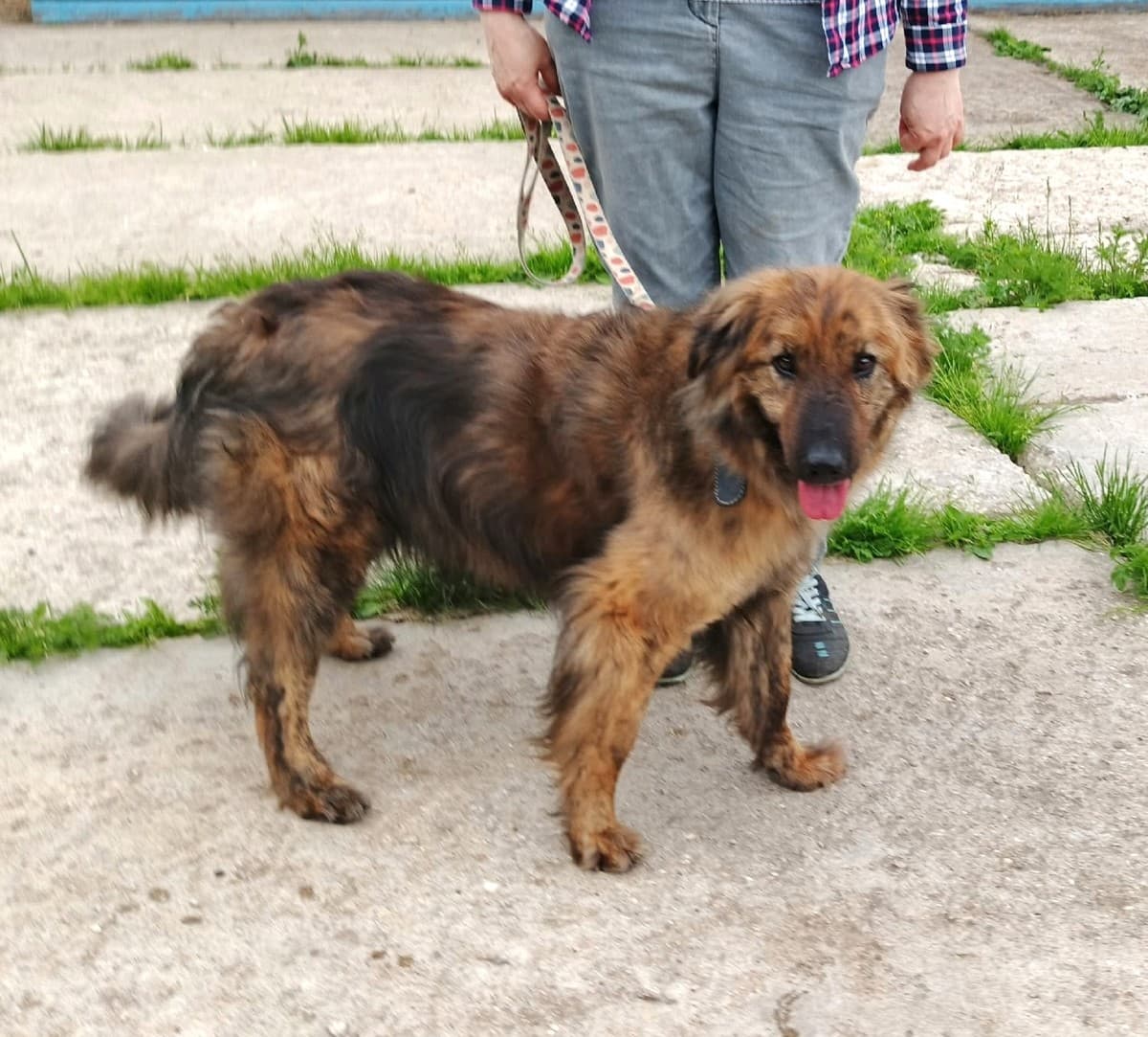 Тигруля медиа 10