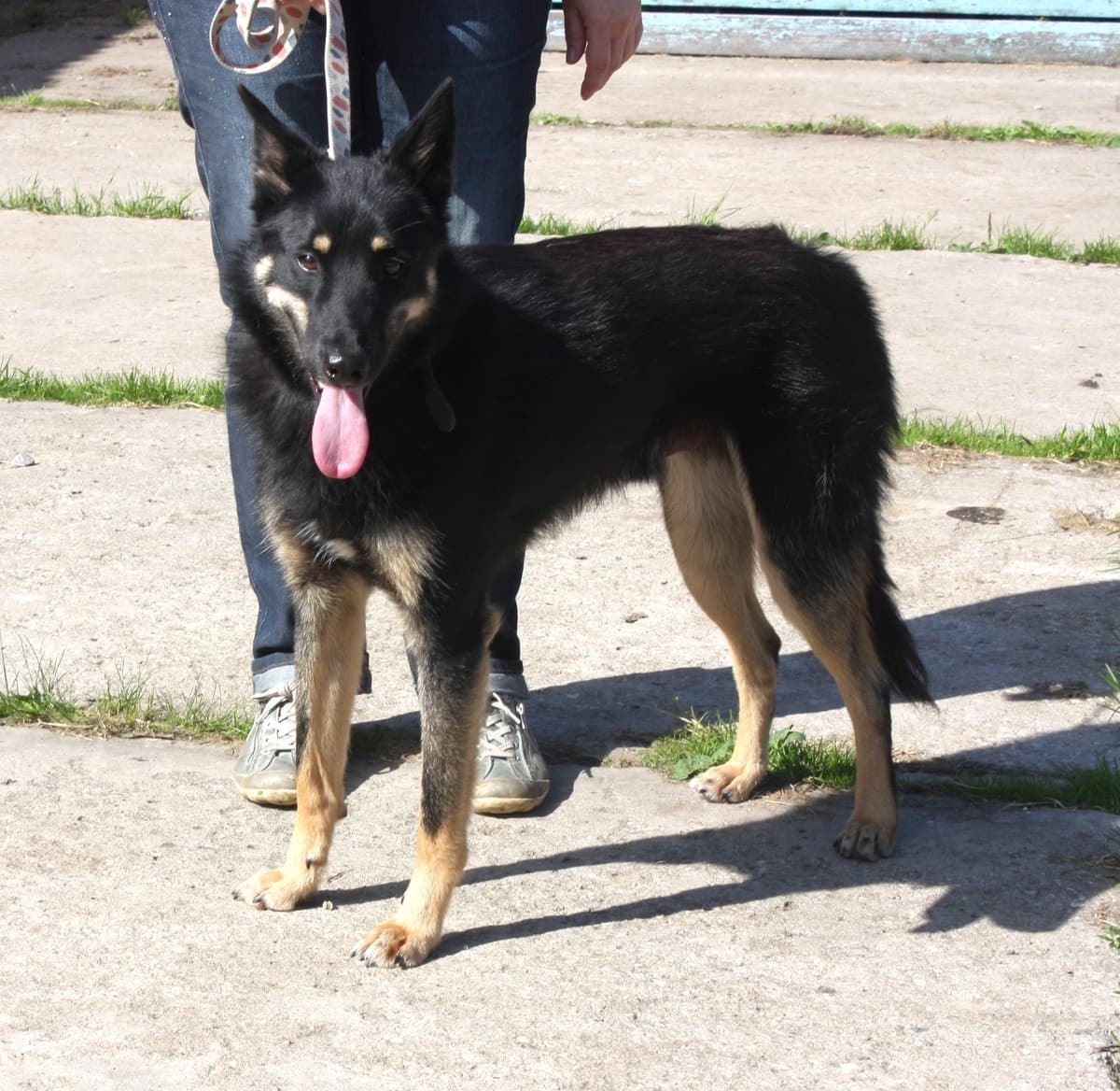 Лимон медиа 7