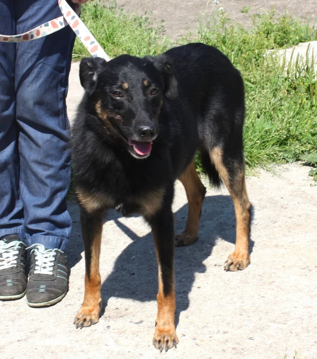 Альма медиа 4