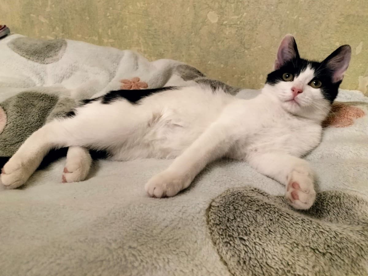 Шанти медиа 5