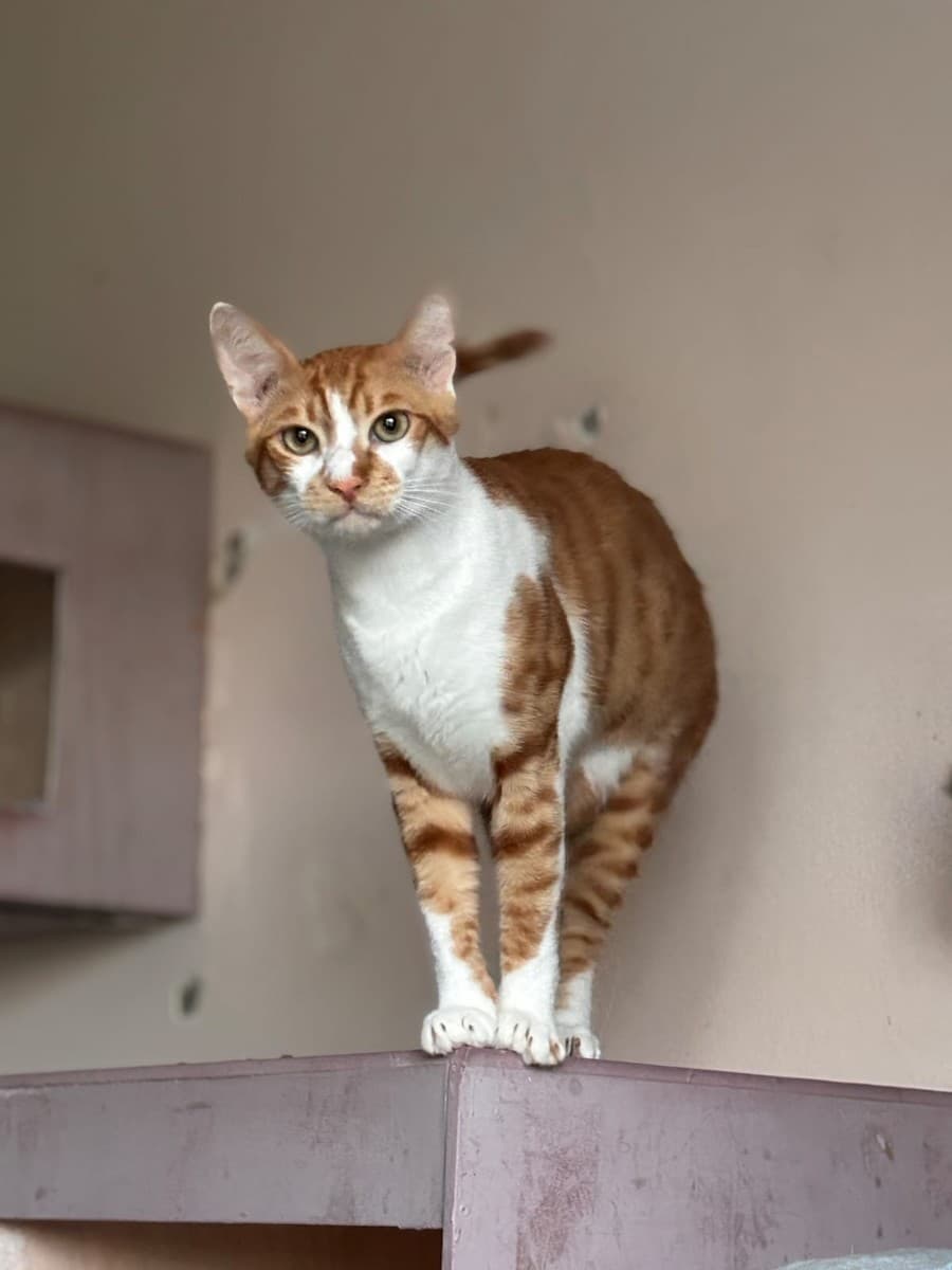 Маркиз медиа 5