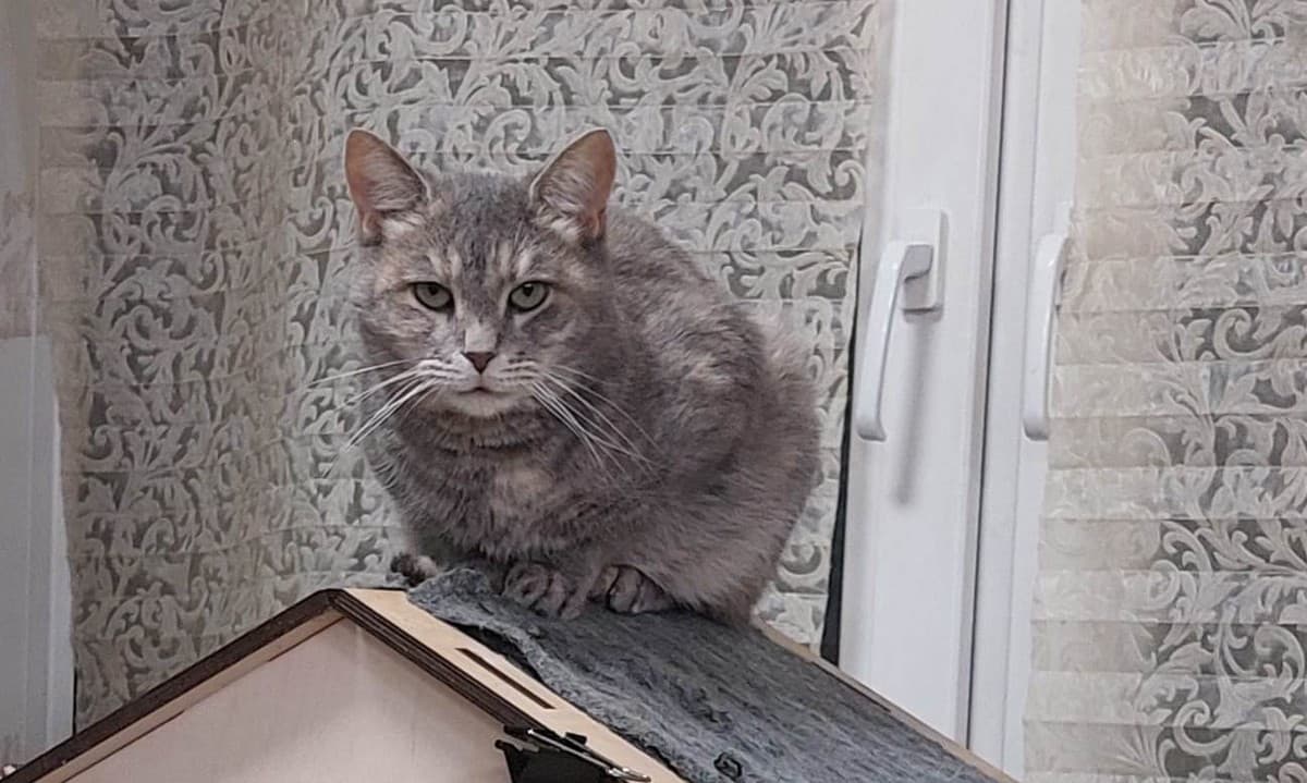 Конфетка медиа 5