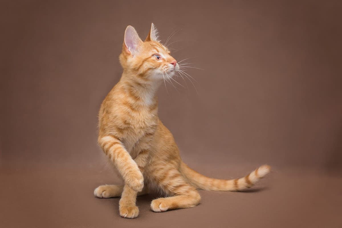 Саймон медиа 5