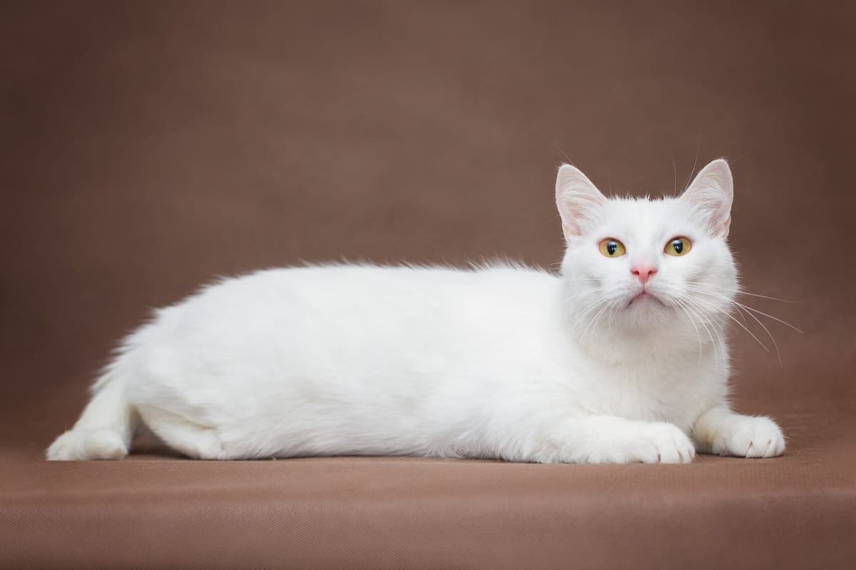 Снежок медиа 5