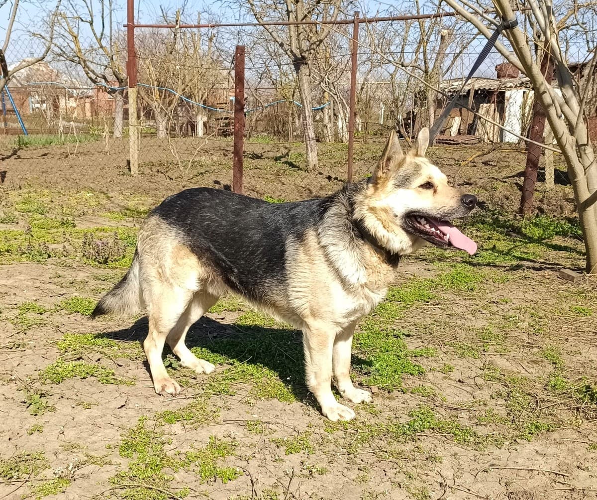 Арчи медиа 2