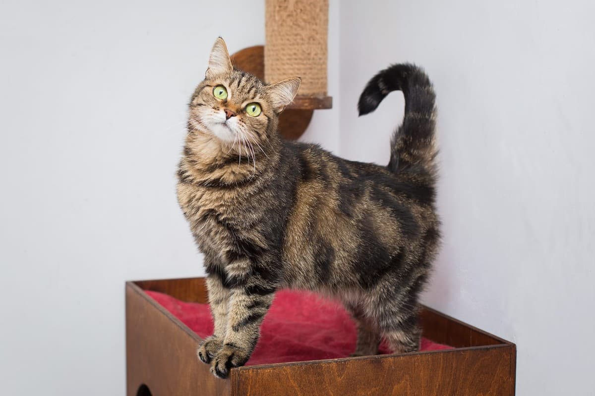 Симона медиа 5