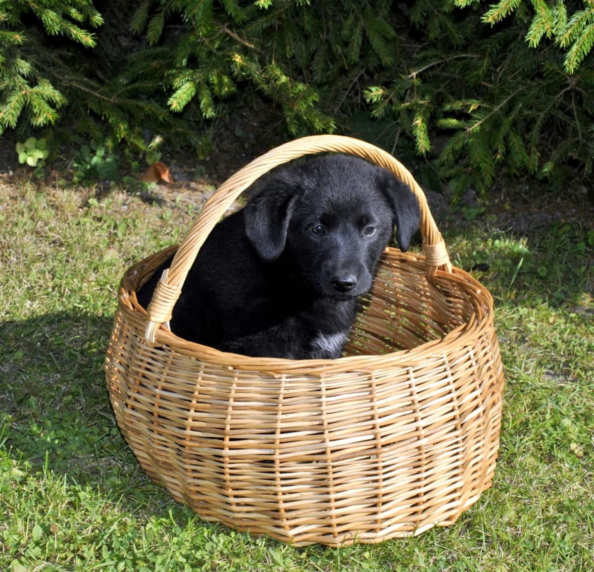 Щенки-девочки медиа 3