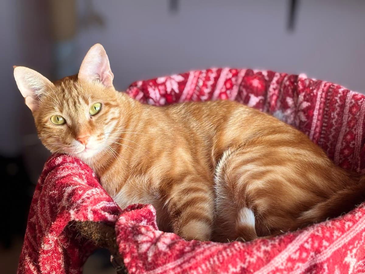 Гарфилд медиа 5