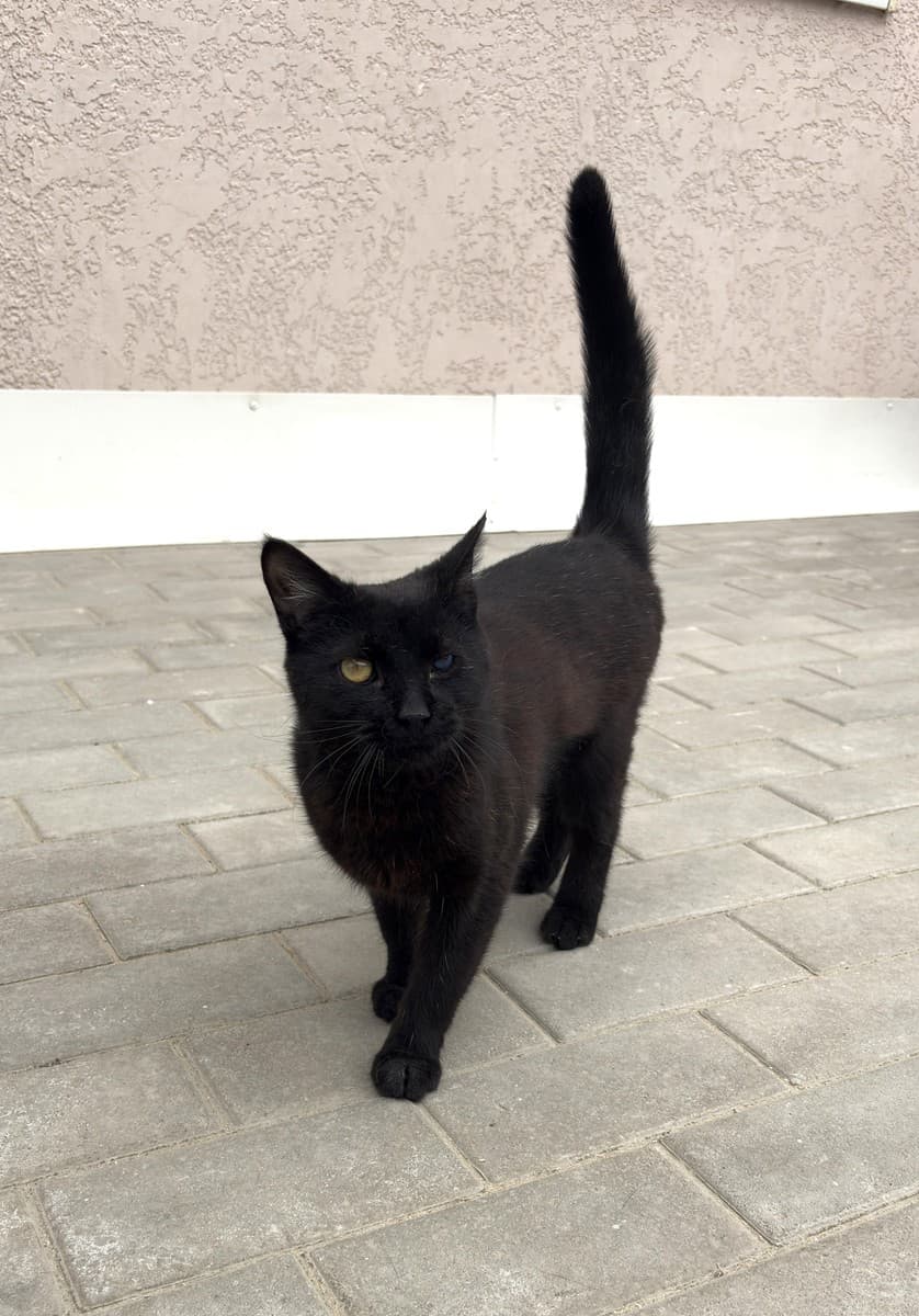 Кошка Кефаль медиа 3