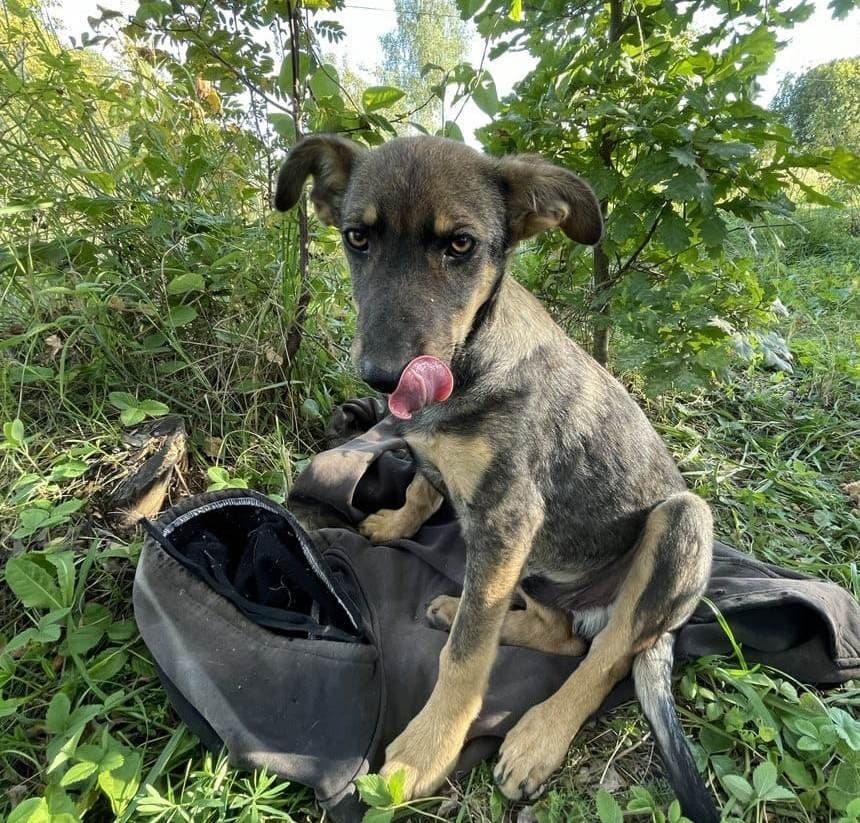 Два_щенка медиа 5