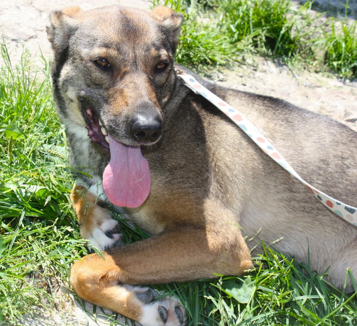 Стеша медиа 5