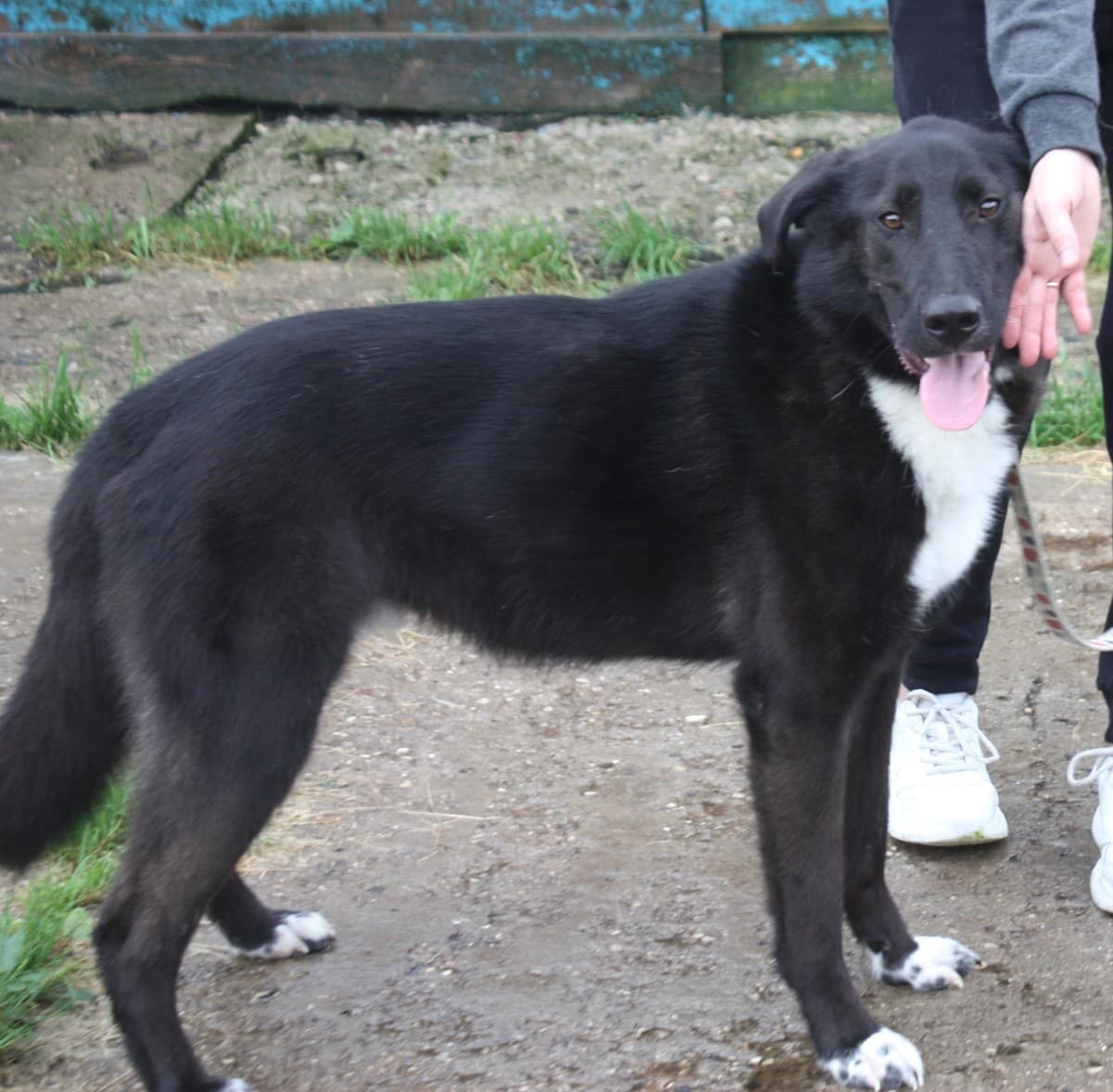 Туман медиа 8