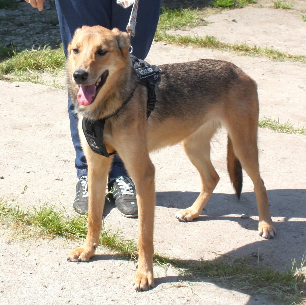 Ариша медиа 5