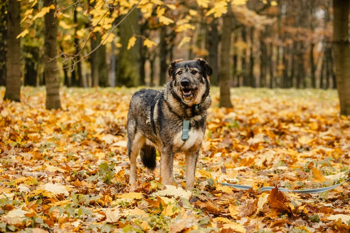 Фокс медиа 6