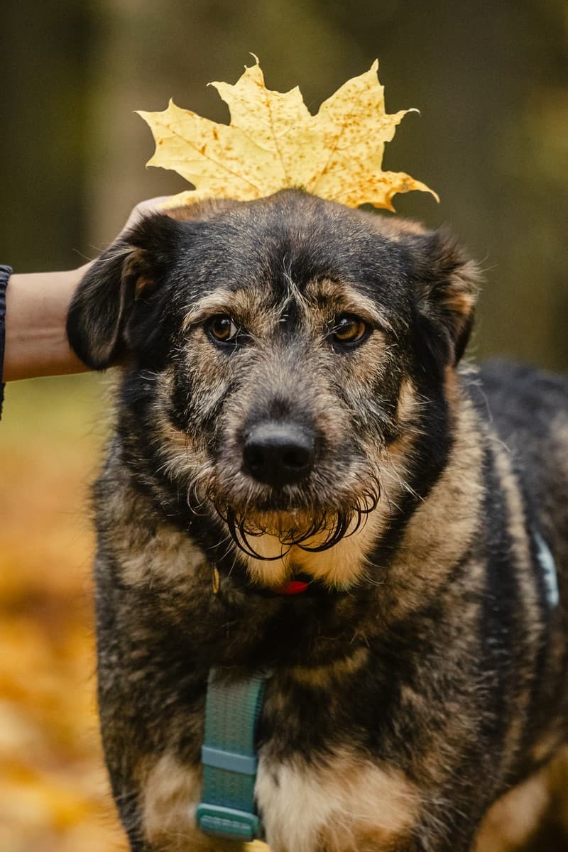 Фокс медиа 7