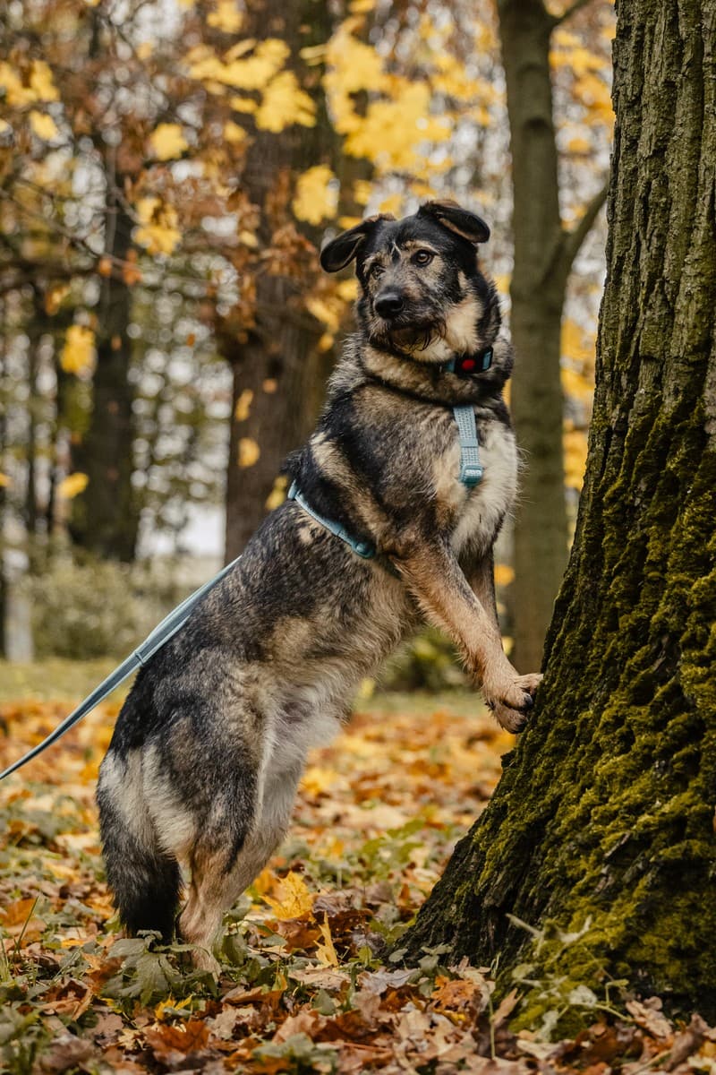 Фокс медиа 8