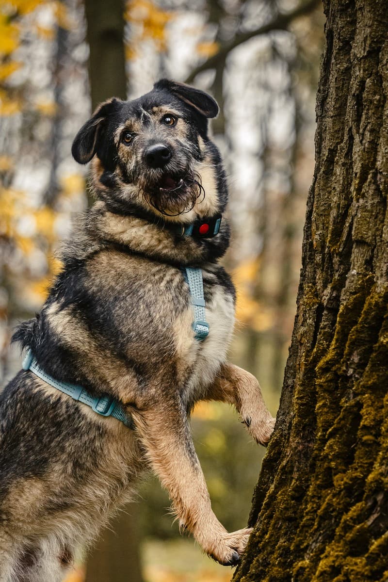 Фокс медиа 9