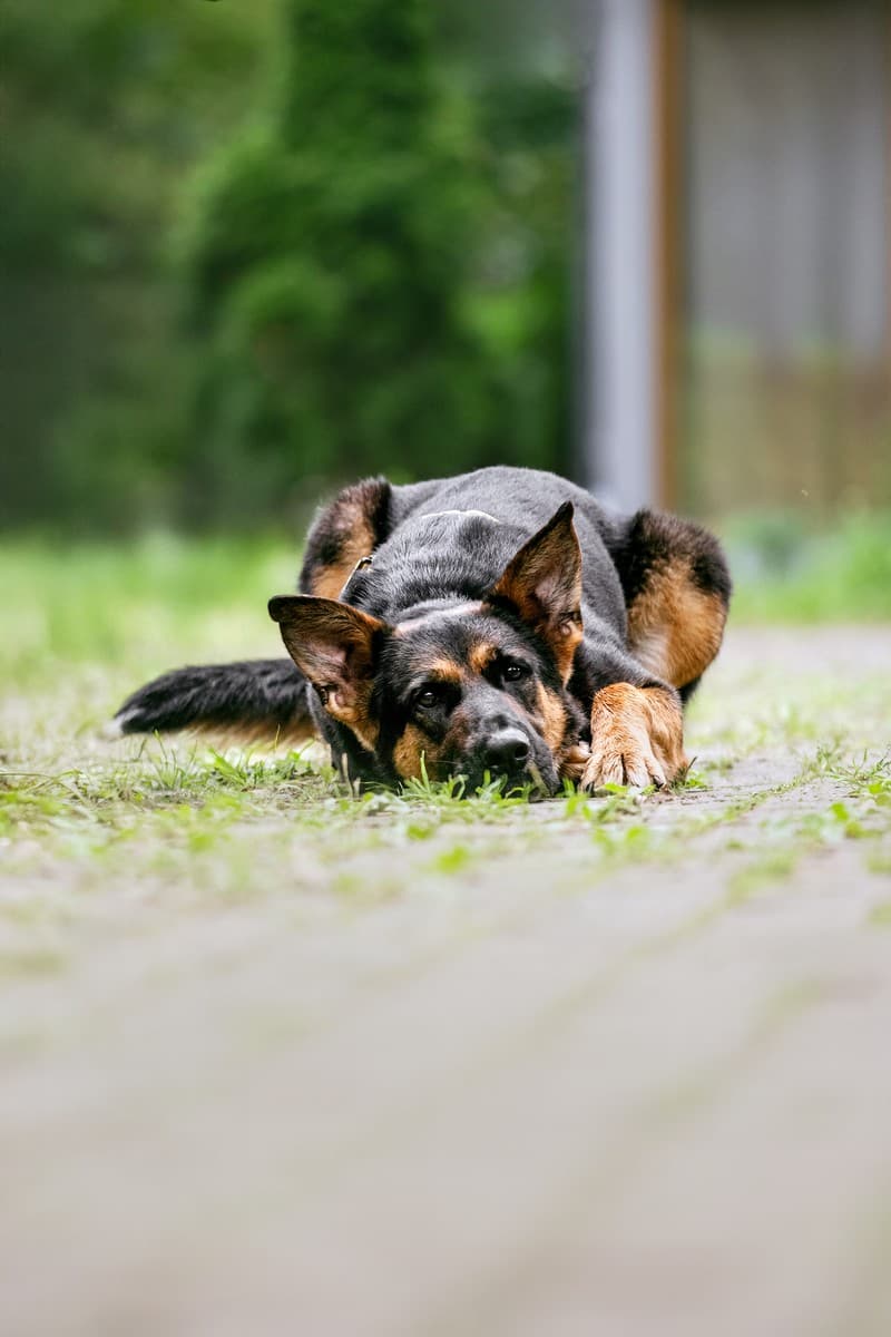 Брюс медиа 6