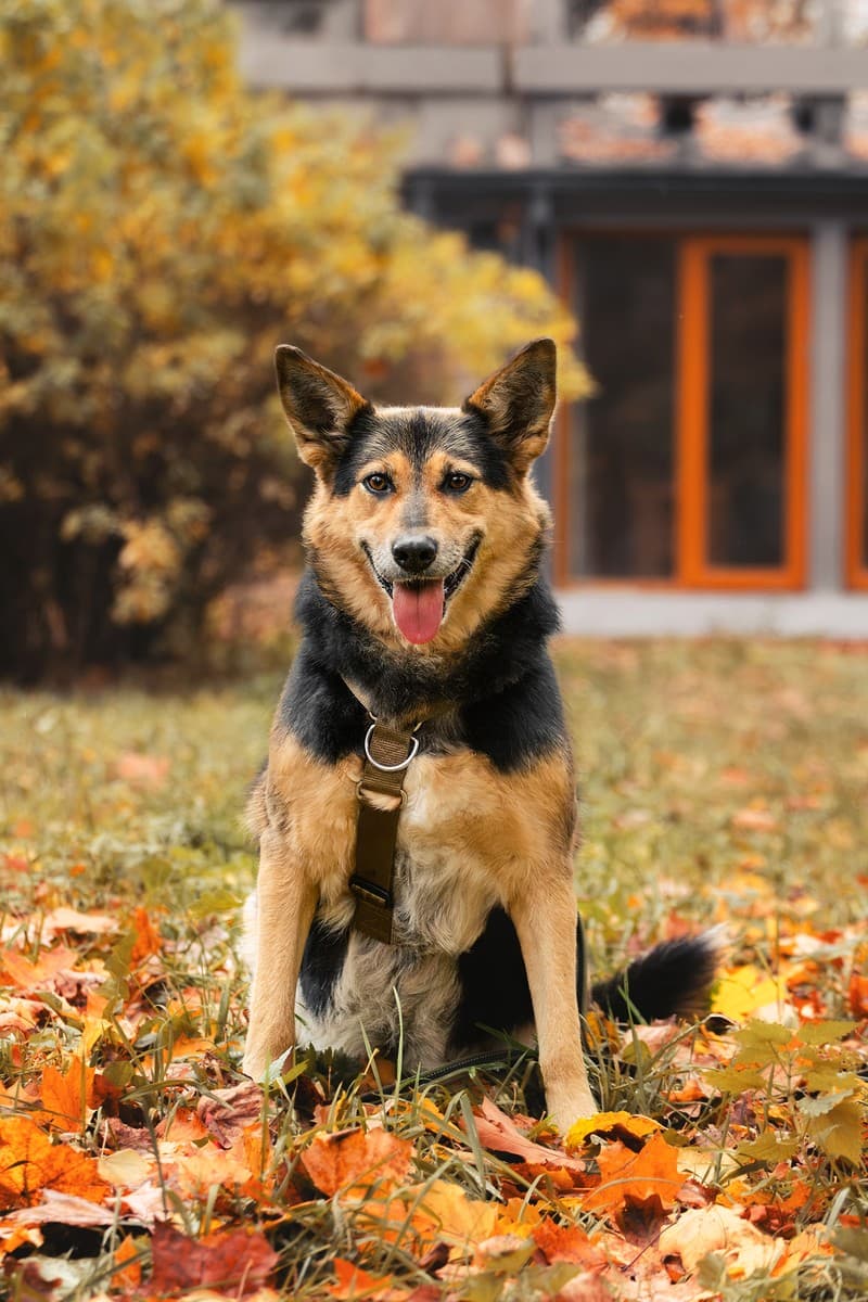 Эбби медиа 5