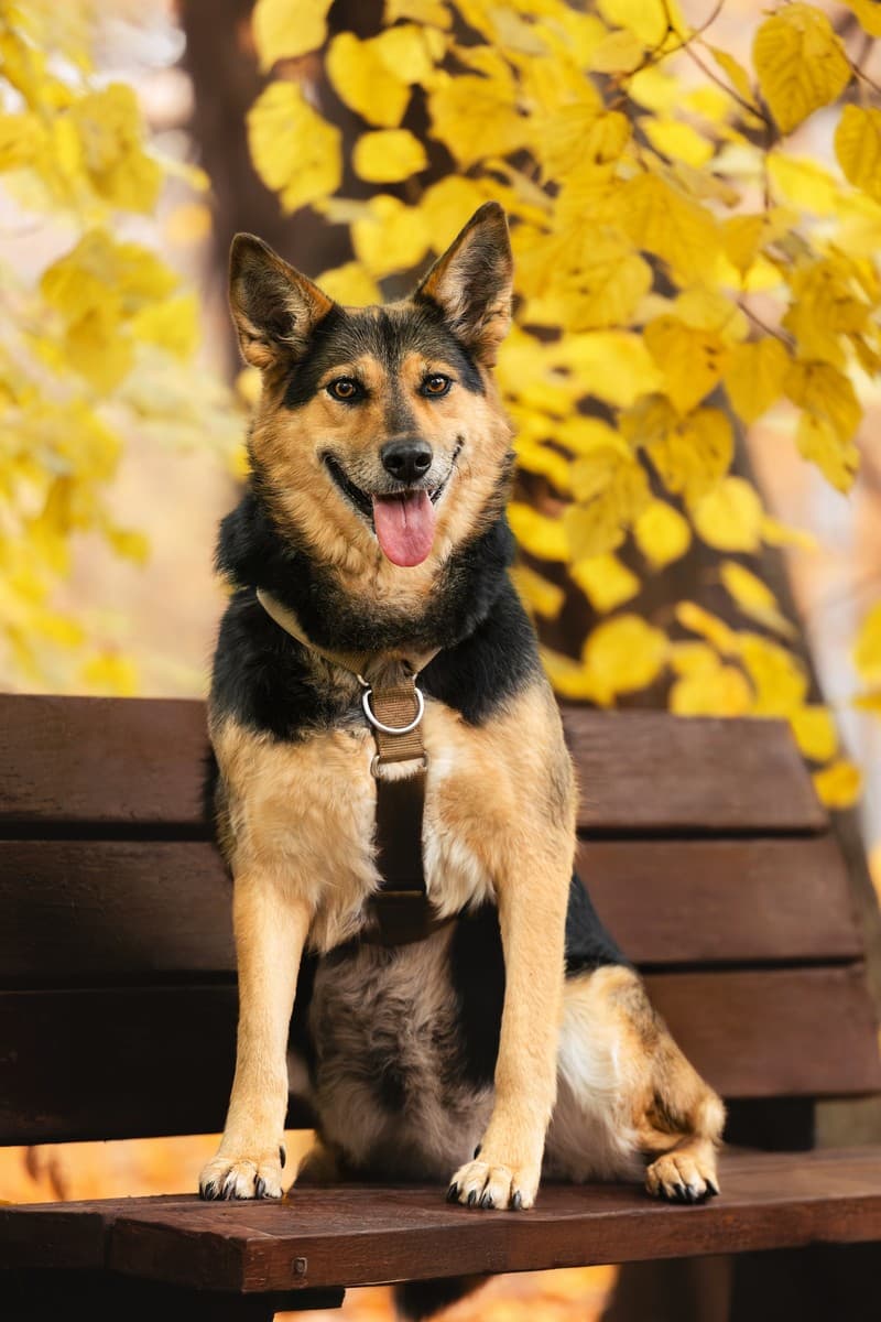 Эбби медиа 7