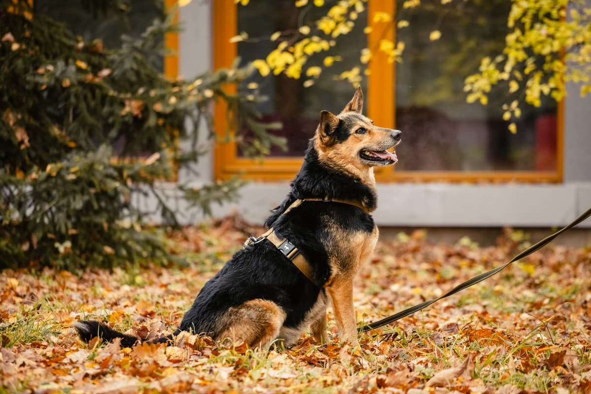 Эбби медиа 8