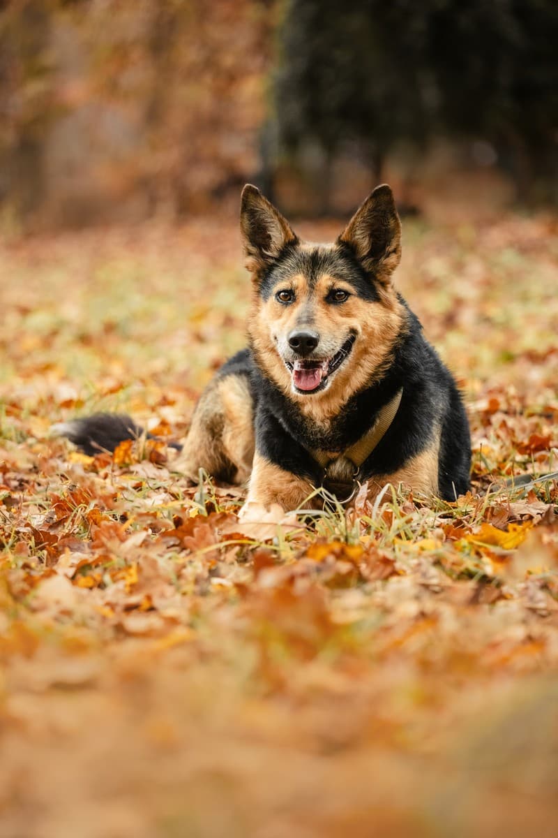 Эбби медиа 9