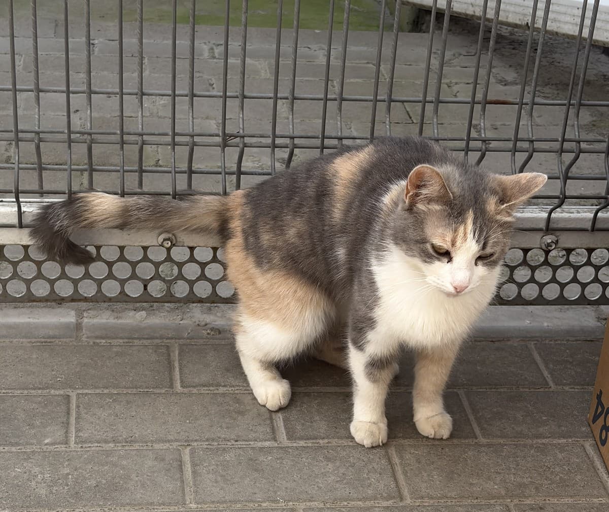 Кошка Весна медиа 5